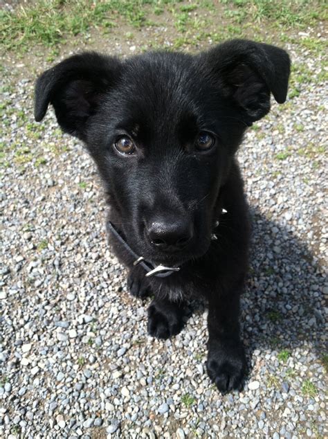 black shepard labrador mix puppy  adorable pet dogs german