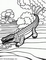 Krokodyle Kolorowanki Dzieci Krokodyl Kolorowanka sketch template