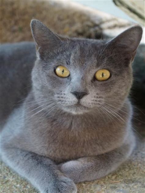 found grey russian blue cat in coolum 4573 queensland