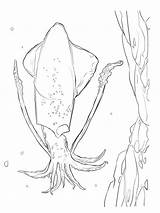 Squid Splatoon sketch template