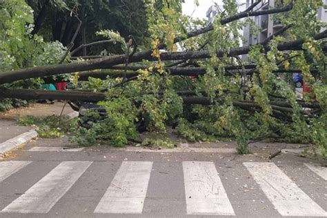 nezgoda stablo palo na automobil  banjaluckoj ulici jedna osoba