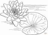 Monet Lotus sketch template