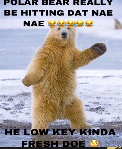 Incredible Polar Bear Dancing Meme Ideas