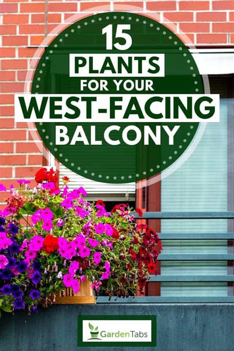 plants   west facing balcony