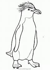 Fiordland Penguin Xcolorings 1024px sketch template