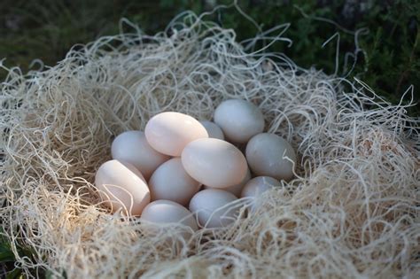 duck eggs  sale kw homestead