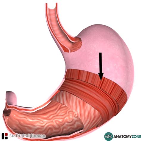 longitudinal muscle layer  stomach anatomyzone