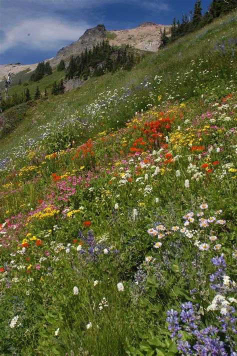 dose  northwest summer beauty  hikes   wildflowers