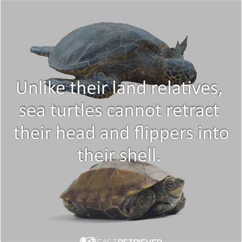 sea turtles  land turtles fact seaturtle
