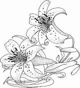 Coloring Pages Flower Lily Flowers Sheets Colouring Adult Lilies Printable Anycoloring Color Sketch Kids Realistic Template sketch template