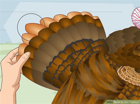 3 ways to sex turkeys wikihow