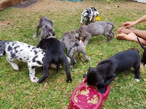 Gorgeous Great Dane Puppies For Sale Vaalwater Puppies For Sale