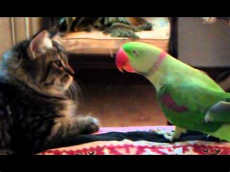 cat  parrot youtube