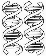Dna Coloring Double Pages Helix Structure Molecule Drawing Printable Color Kids Sheet Clipart Worksheets Science Worksheet Book Biology Un Sheets sketch template