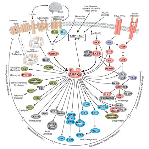 overview  metabolism