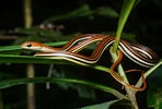 Afbeeldingsresultaten voor Dendrelaphis caudolineatus. Grootte: 148 x 100. Bron: www.thainationalparks.com