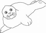 Coloring Seal Greenland Pages Coloring4free Printable 35kb 531px Drawings Previous sketch template