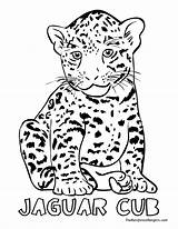 Coloring Pages Jungle Animals Animal Jaguar Drawing Cheetah Cub Rainforest Jacksonville Jaguars Land Outline Print Printable Color Drawings Baby Simple sketch template