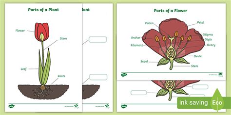 flower diagram labelling worksheets resources twinkl