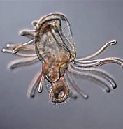 Afbeeldingsresultaten voor "actinotrocha Pallida". Grootte: 176 x 185. Bron: cifonauta.cebimar.usp.br
