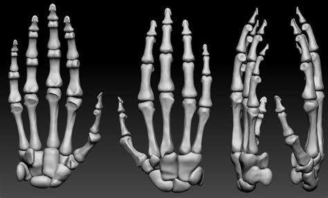 human hand bones wrist skeleton  model cgtrader