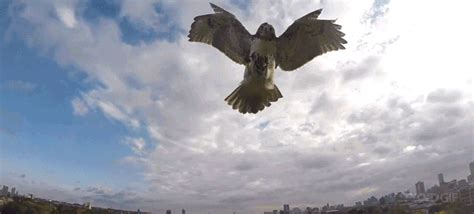 hawk attacks  drone mid air bringing     ground gizmodo australia