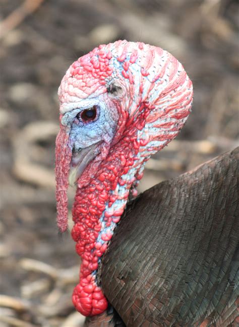 filewild turkey jpg