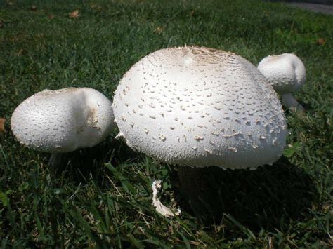 giant mushrooms  delaware county pa