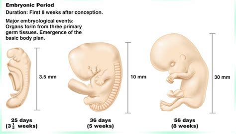 print developmental prenatal development anatomy lecture