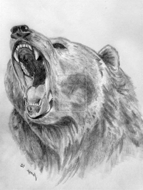 roaring bear drawing  paintingvalleycom explore collection