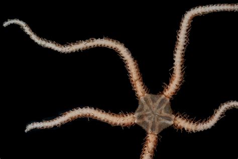 brittle stars blow  mind marine biodiversity hub