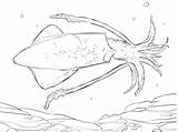 Squid Coloring Pages Giant Cuttlefish Common Colouring Squids Color Printable Drawing sketch template