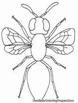Bug Coloring Pages Kids Insect Parts Firefly Printable Insects Realistic Body Color Template Print Bugs Bestcoloringpagesforkids Templates Getcolorings Lonely Book sketch template