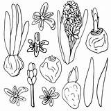 Hyacinth Coloring sketch template