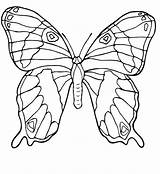 Coloring Butterfly Morpho Blue Pages Getcolorings Getdrawings sketch template