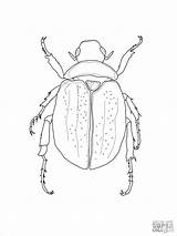 Scarab Escarabajos Colorear Scarabeo Escarabajo Ausmalbild Insetos Hercules Beetles Egyptian Supercoloring Käfer Insectos Zum Zeichnen sketch template