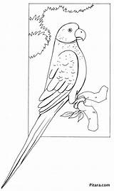 Parrot Coloring Pages Pitara Kids sketch template