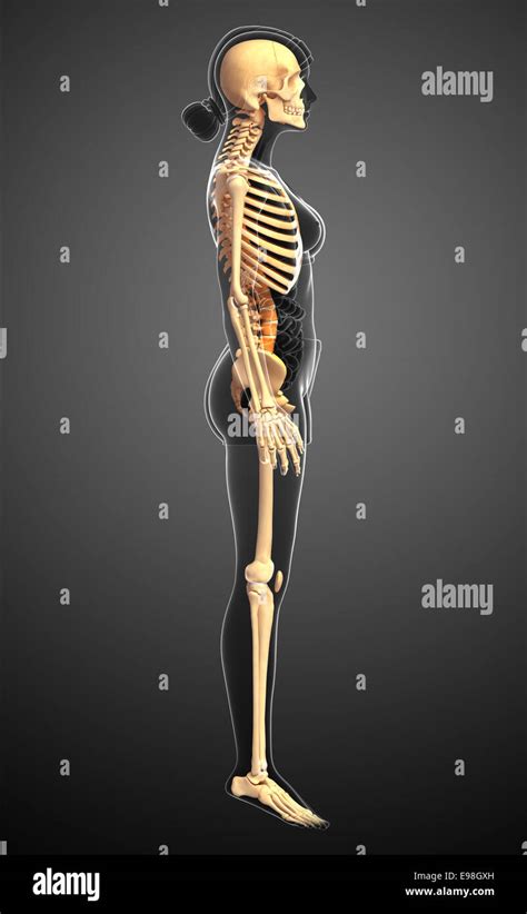 skeleton side view  res stock photography  images alamy