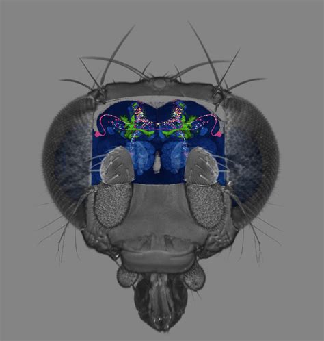 what tiny fruit fly brains tell us about our own memory