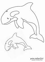 Orcas Coloring Pages Orca Whale Color Killer Two Printcolorfun Print Ocean Book Kids Adult Uteer sketch template