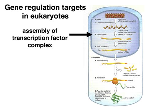 Regulation Of Gene Expression In Eukaryotes Can Occur
