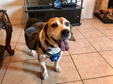 My Best Bud Toby Ready For A Hike Beagle