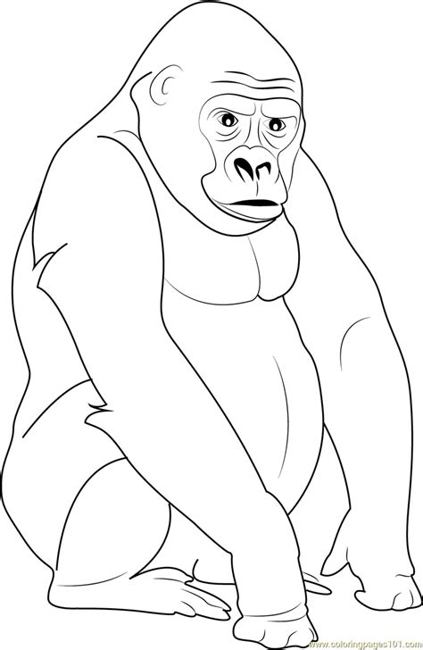 silverback gorilla coloring page  gorilla coloring pages