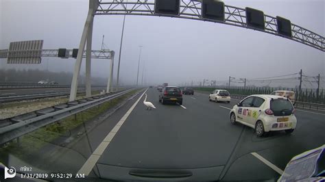 dumpert zwaan  de baas van snelweg  almere