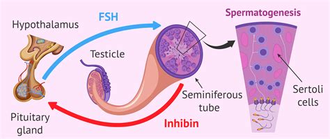 regulation  spermatogenesis  fsh