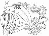 Mewarnai Banane Bananas Pisang Bananowiec Colorat Colorear Racimo Watermelon Diwarnai Supercoloring Fructe Desene Banano Bananier Bananes Tokopedia Planse Exotice Bananen sketch template