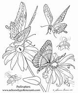 Pollinator sketch template