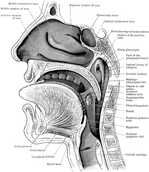 anatomy    neck  head labeled diagram   veins