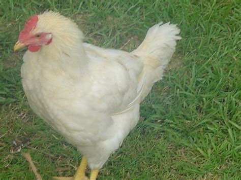 all about amberlinks page 3 backyard chickens learn