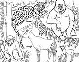 Jungle Coloring Pages Printable Kids sketch template